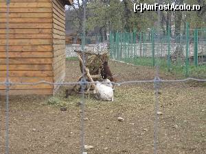 [P20] Gradina Zoologica Oradea- un pui de zebu culcat langa fan » foto by luciaoradea
 - 
<span class="allrVoted glyphicon glyphicon-heart hidden" id="av610424"></span>
<a class="m-l-10 hidden" id="sv610424" onclick="voting_Foto_DelVot(,610424,14194)" role="button">șterge vot <span class="glyphicon glyphicon-remove"></span></a>
<a id="v9610424" class=" c-red"  onclick="voting_Foto_SetVot(610424)" role="button"><span class="glyphicon glyphicon-heart-empty"></span> <b>LIKE</b> = Votează poza</a> <img class="hidden"  id="f610424W9" src="/imagini/loader.gif" border="0" /><span class="AjErrMes hidden" id="e610424ErM"></span>