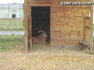 [P21] Gradina Zoologica Oradea- oaia cu coama » foto by luciaoradea
 - 
<span class="allrVoted glyphicon glyphicon-heart hidden" id="av610425"></span>
<a class="m-l-10 hidden" id="sv610425" onclick="voting_Foto_DelVot(,610425,14194)" role="button">șterge vot <span class="glyphicon glyphicon-remove"></span></a>
<a id="v9610425" class=" c-red"  onclick="voting_Foto_SetVot(610425)" role="button"><span class="glyphicon glyphicon-heart-empty"></span> <b>LIKE</b> = Votează poza</a> <img class="hidden"  id="f610425W9" src="/imagini/loader.gif" border="0" /><span class="AjErrMes hidden" id="e610425ErM"></span>