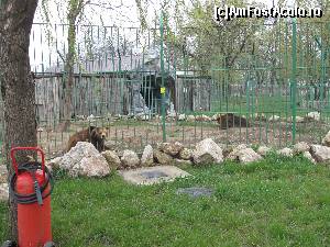 [P22] Gradina Zoologica Oradea- ursii bruni- unul se numeste Bobby » foto by luciaoradea
 - 
<span class="allrVoted glyphicon glyphicon-heart hidden" id="av610426"></span>
<a class="m-l-10 hidden" id="sv610426" onclick="voting_Foto_DelVot(,610426,14194)" role="button">șterge vot <span class="glyphicon glyphicon-remove"></span></a>
<a id="v9610426" class=" c-red"  onclick="voting_Foto_SetVot(610426)" role="button"><span class="glyphicon glyphicon-heart-empty"></span> <b>LIKE</b> = Votează poza</a> <img class="hidden"  id="f610426W9" src="/imagini/loader.gif" border="0" /><span class="AjErrMes hidden" id="e610426ErM"></span>