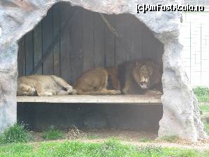 [P24] Gradina Zoologica Oradea- leii dorm- adica leoaica, leul se culca si el acusica » foto by luciaoradea
 - 
<span class="allrVoted glyphicon glyphicon-heart hidden" id="av610428"></span>
<a class="m-l-10 hidden" id="sv610428" onclick="voting_Foto_DelVot(,610428,14194)" role="button">șterge vot <span class="glyphicon glyphicon-remove"></span></a>
<a id="v9610428" class=" c-red"  onclick="voting_Foto_SetVot(610428)" role="button"><span class="glyphicon glyphicon-heart-empty"></span> <b>LIKE</b> = Votează poza</a> <img class="hidden"  id="f610428W9" src="/imagini/loader.gif" border="0" /><span class="AjErrMes hidden" id="e610428ErM"></span>