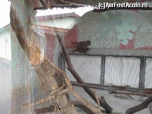 [P27] Gradina Zoologica Oradea- babuinii greu de pozat, alergau mereu » foto by luciaoradea
 - 
<span class="allrVoted glyphicon glyphicon-heart hidden" id="av610433"></span>
<a class="m-l-10 hidden" id="sv610433" onclick="voting_Foto_DelVot(,610433,14194)" role="button">șterge vot <span class="glyphicon glyphicon-remove"></span></a>
<a id="v9610433" class=" c-red"  onclick="voting_Foto_SetVot(610433)" role="button"><span class="glyphicon glyphicon-heart-empty"></span> <b>LIKE</b> = Votează poza</a> <img class="hidden"  id="f610433W9" src="/imagini/loader.gif" border="0" /><span class="AjErrMes hidden" id="e610433ErM"></span>
