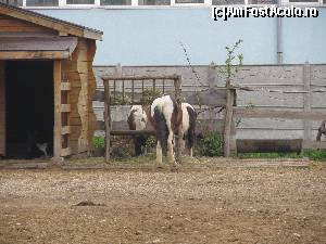 [P30] Gradina Zoologica Oradea- poneii » foto by luciaoradea
 - 
<span class="allrVoted glyphicon glyphicon-heart hidden" id="av610440"></span>
<a class="m-l-10 hidden" id="sv610440" onclick="voting_Foto_DelVot(,610440,14194)" role="button">șterge vot <span class="glyphicon glyphicon-remove"></span></a>
<a id="v9610440" class=" c-red"  onclick="voting_Foto_SetVot(610440)" role="button"><span class="glyphicon glyphicon-heart-empty"></span> <b>LIKE</b> = Votează poza</a> <img class="hidden"  id="f610440W9" src="/imagini/loader.gif" border="0" /><span class="AjErrMes hidden" id="e610440ErM"></span>