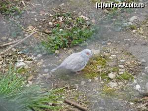 [P35] Gradina Zoologica Oradea- porumbelul diamant » foto by luciaoradea
 - 
<span class="allrVoted glyphicon glyphicon-heart hidden" id="av610454"></span>
<a class="m-l-10 hidden" id="sv610454" onclick="voting_Foto_DelVot(,610454,14194)" role="button">șterge vot <span class="glyphicon glyphicon-remove"></span></a>
<a id="v9610454" class=" c-red"  onclick="voting_Foto_SetVot(610454)" role="button"><span class="glyphicon glyphicon-heart-empty"></span> <b>LIKE</b> = Votează poza</a> <img class="hidden"  id="f610454W9" src="/imagini/loader.gif" border="0" /><span class="AjErrMes hidden" id="e610454ErM"></span>
