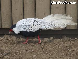 [P56] Gradina Zoologica Oradea- fazan argintiu » foto by luciaoradea
 - 
<span class="allrVoted glyphicon glyphicon-heart hidden" id="av610487"></span>
<a class="m-l-10 hidden" id="sv610487" onclick="voting_Foto_DelVot(,610487,14194)" role="button">șterge vot <span class="glyphicon glyphicon-remove"></span></a>
<a id="v9610487" class=" c-red"  onclick="voting_Foto_SetVot(610487)" role="button"><span class="glyphicon glyphicon-heart-empty"></span> <b>LIKE</b> = Votează poza</a> <img class="hidden"  id="f610487W9" src="/imagini/loader.gif" border="0" /><span class="AjErrMes hidden" id="e610487ErM"></span>