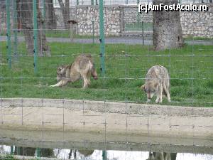 [P78] Gradina Zoologica Oradea- » foto by luciaoradea
 - 
<span class="allrVoted glyphicon glyphicon-heart hidden" id="av610509"></span>
<a class="m-l-10 hidden" id="sv610509" onclick="voting_Foto_DelVot(,610509,14194)" role="button">șterge vot <span class="glyphicon glyphicon-remove"></span></a>
<a id="v9610509" class=" c-red"  onclick="voting_Foto_SetVot(610509)" role="button"><span class="glyphicon glyphicon-heart-empty"></span> <b>LIKE</b> = Votează poza</a> <img class="hidden"  id="f610509W9" src="/imagini/loader.gif" border="0" /><span class="AjErrMes hidden" id="e610509ErM"></span>