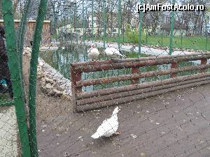[P08] Gradina Zoologica Oradea- tarcul ratelor si testoaselor- nici o broasca la vedere » foto by luciaoradea
 - 
<span class="allrVoted glyphicon glyphicon-heart hidden" id="av610412"></span>
<a class="m-l-10 hidden" id="sv610412" onclick="voting_Foto_DelVot(,610412,14194)" role="button">șterge vot <span class="glyphicon glyphicon-remove"></span></a>
<a id="v9610412" class=" c-red"  onclick="voting_Foto_SetVot(610412)" role="button"><span class="glyphicon glyphicon-heart-empty"></span> <b>LIKE</b> = Votează poza</a> <img class="hidden"  id="f610412W9" src="/imagini/loader.gif" border="0" /><span class="AjErrMes hidden" id="e610412ErM"></span>