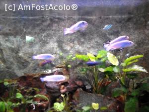 [P01] Unul dintre acvariile cu pesti din cadrul Gradinii Zoo » foto by CATAAS
 - 
<span class="allrVoted glyphicon glyphicon-heart hidden" id="av707583"></span>
<a class="m-l-10 hidden" id="sv707583" onclick="voting_Foto_DelVot(,707583,14194)" role="button">șterge vot <span class="glyphicon glyphicon-remove"></span></a>
<a id="v9707583" class=" c-red"  onclick="voting_Foto_SetVot(707583)" role="button"><span class="glyphicon glyphicon-heart-empty"></span> <b>LIKE</b> = Votează poza</a> <img class="hidden"  id="f707583W9" src="/imagini/loader.gif" border="0" /><span class="AjErrMes hidden" id="e707583ErM"></span>