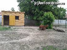 [P16] Zoo Oradea - lama dădea ture nesfârşite în jurul arbuştelui :)  » foto by creivean
 - 
<span class="allrVoted glyphicon glyphicon-heart hidden" id="av422814"></span>
<a class="m-l-10 hidden" id="sv422814" onclick="voting_Foto_DelVot(,422814,14194)" role="button">șterge vot <span class="glyphicon glyphicon-remove"></span></a>
<a id="v9422814" class=" c-red"  onclick="voting_Foto_SetVot(422814)" role="button"><span class="glyphicon glyphicon-heart-empty"></span> <b>LIKE</b> = Votează poza</a> <img class="hidden"  id="f422814W9" src="/imagini/loader.gif" border="0" /><span class="AjErrMes hidden" id="e422814ErM"></span>