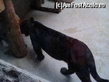 [P18] Zoo Oradea - jaguarii negri erau în interior, le-o fi fost frig...  » foto by creivean
 - 
<span class="allrVoted glyphicon glyphicon-heart hidden" id="av422816"></span>
<a class="m-l-10 hidden" id="sv422816" onclick="voting_Foto_DelVot(,422816,14194)" role="button">șterge vot <span class="glyphicon glyphicon-remove"></span></a>
<a id="v9422816" class=" c-red"  onclick="voting_Foto_SetVot(422816)" role="button"><span class="glyphicon glyphicon-heart-empty"></span> <b>LIKE</b> = Votează poza</a> <img class="hidden"  id="f422816W9" src="/imagini/loader.gif" border="0" /><span class="AjErrMes hidden" id="e422816ErM"></span>