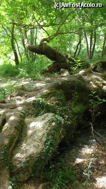 [P16] Acheron - prin pădurea de pe malul drept » foto by Dragoș_MD
 - 
<span class="allrVoted glyphicon glyphicon-heart hidden" id="av424003"></span>
<a class="m-l-10 hidden" id="sv424003" onclick="voting_Foto_DelVot(,424003,14195)" role="button">șterge vot <span class="glyphicon glyphicon-remove"></span></a>
<a id="v9424003" class=" c-red"  onclick="voting_Foto_SetVot(424003)" role="button"><span class="glyphicon glyphicon-heart-empty"></span> <b>LIKE</b> = Votează poza</a> <img class="hidden"  id="f424003W9" src="/imagini/loader.gif" border="0" /><span class="AjErrMes hidden" id="e424003ErM"></span>