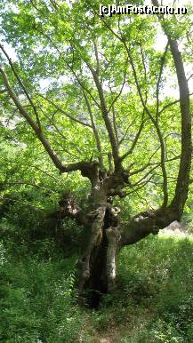 [P17] Acheron - un platan, parcă încremenit într-un dans ritual » foto by Dragoș_MD
 - 
<span class="allrVoted glyphicon glyphicon-heart hidden" id="av424007"></span>
<a class="m-l-10 hidden" id="sv424007" onclick="voting_Foto_DelVot(,424007,14195)" role="button">șterge vot <span class="glyphicon glyphicon-remove"></span></a>
<a id="v9424007" class=" c-red"  onclick="voting_Foto_SetVot(424007)" role="button"><span class="glyphicon glyphicon-heart-empty"></span> <b>LIKE</b> = Votează poza</a> <img class="hidden"  id="f424007W9" src="/imagini/loader.gif" border="0" /><span class="AjErrMes hidden" id="e424007ErM"></span>
