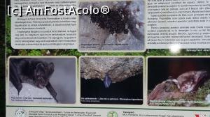 [P10] Colonie de lilieci<p> Liliac carn<p> Liliac mic cu potcoava<p> Liliac cu urechi mari » foto by raducondurache
 - 
<span class="allrVoted glyphicon glyphicon-heart hidden" id="av978724"></span>
<a class="m-l-10 hidden" id="sv978724" onclick="voting_Foto_DelVot(,978724,14212)" role="button">șterge vot <span class="glyphicon glyphicon-remove"></span></a>
<a id="v9978724" class=" c-red"  onclick="voting_Foto_SetVot(978724)" role="button"><span class="glyphicon glyphicon-heart-empty"></span> <b>LIKE</b> = Votează poza</a> <img class="hidden"  id="f978724W9" src="/imagini/loader.gif" border="0" /><span class="AjErrMes hidden" id="e978724ErM"></span>