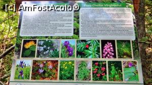 [P17] Unul din panourile informative turistice (flora cheilor) care transformă cărarea într-o potecă tematică » foto by Lucien
 - 
<span class="allrVoted glyphicon glyphicon-heart hidden" id="av838346"></span>
<a class="m-l-10 hidden" id="sv838346" onclick="voting_Foto_DelVot(,838346,14212)" role="button">șterge vot <span class="glyphicon glyphicon-remove"></span></a>
<a id="v9838346" class=" c-red"  onclick="voting_Foto_SetVot(838346)" role="button"><span class="glyphicon glyphicon-heart-empty"></span> <b>LIKE</b> = Votează poza</a> <img class="hidden"  id="f838346W9" src="/imagini/loader.gif" border="0" /><span class="AjErrMes hidden" id="e838346ErM"></span>