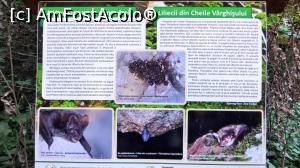 [P19] Unul din panourile informative turistice (liliecii din Cheile Vârghișului) care transformă cărarea într-o potecă tematică » foto by Lucien
 - 
<span class="allrVoted glyphicon glyphicon-heart hidden" id="av838348"></span>
<a class="m-l-10 hidden" id="sv838348" onclick="voting_Foto_DelVot(,838348,14212)" role="button">șterge vot <span class="glyphicon glyphicon-remove"></span></a>
<a id="v9838348" class=" c-red"  onclick="voting_Foto_SetVot(838348)" role="button"><span class="glyphicon glyphicon-heart-empty"></span> <b>LIKE</b> = Votează poza</a> <img class="hidden"  id="f838348W9" src="/imagini/loader.gif" border="0" /><span class="AjErrMes hidden" id="e838348ErM"></span>