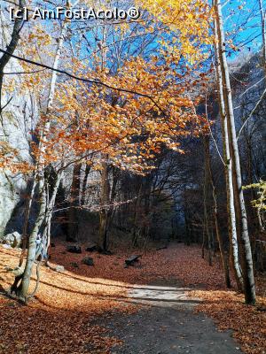 [P14] Toamna în Cheile Vârghișului » foto by Marius 72
 - 
<span class="allrVoted glyphicon glyphicon-heart hidden" id="av1262972"></span>
<a class="m-l-10 hidden" id="sv1262972" onclick="voting_Foto_DelVot(,1262972,14212)" role="button">șterge vot <span class="glyphicon glyphicon-remove"></span></a>
<a id="v91262972" class=" c-red"  onclick="voting_Foto_SetVot(1262972)" role="button"><span class="glyphicon glyphicon-heart-empty"></span> <b>LIKE</b> = Votează poza</a> <img class="hidden"  id="f1262972W9" src="/imagini/loader.gif" border="0" /><span class="AjErrMes hidden" id="e1262972ErM"></span>