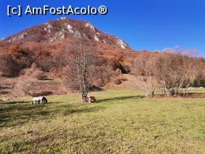 [P04] Căluții cărora nu le păsa de turiști » foto by Marius 72
 - 
<span class="allrVoted glyphicon glyphicon-heart hidden" id="av1262962"></span>
<a class="m-l-10 hidden" id="sv1262962" onclick="voting_Foto_DelVot(,1262962,14212)" role="button">șterge vot <span class="glyphicon glyphicon-remove"></span></a>
<a id="v91262962" class=" c-red"  onclick="voting_Foto_SetVot(1262962)" role="button"><span class="glyphicon glyphicon-heart-empty"></span> <b>LIKE</b> = Votează poza</a> <img class="hidden"  id="f1262962W9" src="/imagini/loader.gif" border="0" /><span class="AjErrMes hidden" id="e1262962ErM"></span>