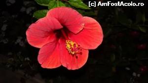 [P23]  -- <small>// FĂRĂ DESCRIERE</small> » foto by dangalateanul
 - 
<span class="allrVoted glyphicon glyphicon-heart hidden" id="av555520"></span>
<a class="m-l-10 hidden" id="sv555520" onclick="voting_Foto_DelVot(,555520,14245)" role="button">șterge vot <span class="glyphicon glyphicon-remove"></span></a>
<a id="v9555520" class=" c-red"  onclick="voting_Foto_SetVot(555520)" role="button"><span class="glyphicon glyphicon-heart-empty"></span> <b>LIKE</b> = Votează poza</a> <img class="hidden"  id="f555520W9" src="/imagini/loader.gif" border="0" /><span class="AjErrMes hidden" id="e555520ErM"></span>