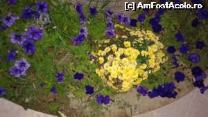 [P29] Frumoase flori » foto by dangalateanul
 - 
<span class="allrVoted glyphicon glyphicon-heart hidden" id="av555526"></span>
<a class="m-l-10 hidden" id="sv555526" onclick="voting_Foto_DelVot(,555526,14245)" role="button">șterge vot <span class="glyphicon glyphicon-remove"></span></a>
<a id="v9555526" class=" c-red"  onclick="voting_Foto_SetVot(555526)" role="button"><span class="glyphicon glyphicon-heart-empty"></span> <b>LIKE</b> = Votează poza</a> <img class="hidden"  id="f555526W9" src="/imagini/loader.gif" border="0" /><span class="AjErrMes hidden" id="e555526ErM"></span>