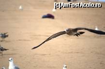 [P23] Virginia Beach - tot un fel de top gun :)  » foto by makuy*
 - 
<span class="allrVoted glyphicon glyphicon-heart hidden" id="av479486"></span>
<a class="m-l-10 hidden" id="sv479486" onclick="voting_Foto_DelVot(,479486,14285)" role="button">șterge vot <span class="glyphicon glyphicon-remove"></span></a>
<a id="v9479486" class=" c-red"  onclick="voting_Foto_SetVot(479486)" role="button"><span class="glyphicon glyphicon-heart-empty"></span> <b>LIKE</b> = Votează poza</a> <img class="hidden"  id="f479486W9" src="/imagini/loader.gif" border="0" /><span class="AjErrMes hidden" id="e479486ErM"></span>