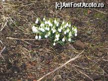 [P13] Vestitorii primaverii.  » foto by Krisko
 - 
<span class="allrVoted glyphicon glyphicon-heart hidden" id="av428111"></span>
<a class="m-l-10 hidden" id="sv428111" onclick="voting_Foto_DelVot(,428111,14305)" role="button">șterge vot <span class="glyphicon glyphicon-remove"></span></a>
<a id="v9428111" class=" c-red"  onclick="voting_Foto_SetVot(428111)" role="button"><span class="glyphicon glyphicon-heart-empty"></span> <b>LIKE</b> = Votează poza</a> <img class="hidden"  id="f428111W9" src="/imagini/loader.gif" border="0" /><span class="AjErrMes hidden" id="e428111ErM"></span>