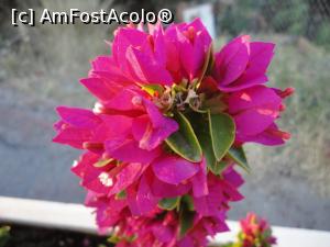 [P18] Un „buchet” de bouganvilea, pentru toate doamnele de pe AFA!  » foto by maryka
 - 
<span class="allrVoted glyphicon glyphicon-heart hidden" id="av943018"></span>
<a class="m-l-10 hidden" id="sv943018" onclick="voting_Foto_DelVot(,943018,14327)" role="button">șterge vot <span class="glyphicon glyphicon-remove"></span></a>
<a id="v9943018" class=" c-red"  onclick="voting_Foto_SetVot(943018)" role="button"><span class="glyphicon glyphicon-heart-empty"></span> <b>LIKE</b> = Votează poza</a> <img class="hidden"  id="f943018W9" src="/imagini/loader.gif" border="0" /><span class="AjErrMes hidden" id="e943018ErM"></span>