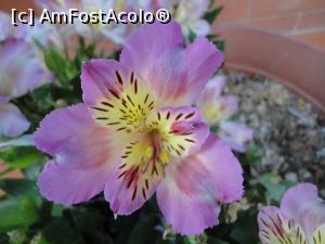 [P73] Nu puteam încheia fără o floare frumoasă! Pot spune liniștit, Creta este și insula florilor!  » foto by maryka
 - 
<span class="allrVoted glyphicon glyphicon-heart hidden" id="av943073"></span>
<a class="m-l-10 hidden" id="sv943073" onclick="voting_Foto_DelVot(,943073,14327)" role="button">șterge vot <span class="glyphicon glyphicon-remove"></span></a>
<a id="v9943073" class=" c-red"  onclick="voting_Foto_SetVot(943073)" role="button"><span class="glyphicon glyphicon-heart-empty"></span> <b>LIKE</b> = Votează poza</a> <img class="hidden"  id="f943073W9" src="/imagini/loader.gif" border="0" /><span class="AjErrMes hidden" id="e943073ErM"></span>