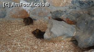 [P51] IN CUSCTILE PORCUSORILOR DE LA MINI FERMA LABIRINT » foto by adutza_ghiocel
 - 
<span class="allrVoted glyphicon glyphicon-heart hidden" id="av756893"></span>
<a class="m-l-10 hidden" id="sv756893" onclick="voting_Foto_DelVot(,756893,14327)" role="button">șterge vot <span class="glyphicon glyphicon-remove"></span></a>
<a id="v9756893" class=" c-red"  onclick="voting_Foto_SetVot(756893)" role="button"><span class="glyphicon glyphicon-heart-empty"></span> <b>LIKE</b> = Votează poza</a> <img class="hidden"  id="f756893W9" src="/imagini/loader.gif" border="0" /><span class="AjErrMes hidden" id="e756893ErM"></span>