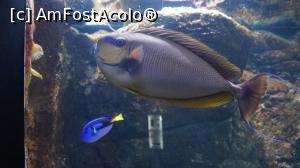 [P56] SPECII DE PESTI » foto by adutza_ghiocel
 - 
<span class="allrVoted glyphicon glyphicon-heart hidden" id="av756898"></span>
<a class="m-l-10 hidden" id="sv756898" onclick="voting_Foto_DelVot(,756898,14327)" role="button">șterge vot <span class="glyphicon glyphicon-remove"></span></a>
<a id="v9756898" class=" c-red"  onclick="voting_Foto_SetVot(756898)" role="button"><span class="glyphicon glyphicon-heart-empty"></span> <b>LIKE</b> = Votează poza</a> <img class="hidden"  id="f756898W9" src="/imagini/loader.gif" border="0" /><span class="AjErrMes hidden" id="e756898ErM"></span>