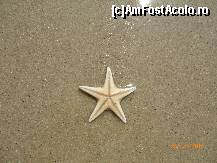[P02] Stea de mare gasita pe plaja » foto by simona492273
 - 
<span class="allrVoted glyphicon glyphicon-heart hidden" id="av429818"></span>
<a class="m-l-10 hidden" id="sv429818" onclick="voting_Foto_DelVot(,429818,14350)" role="button">șterge vot <span class="glyphicon glyphicon-remove"></span></a>
<a id="v9429818" class=" c-red"  onclick="voting_Foto_SetVot(429818)" role="button"><span class="glyphicon glyphicon-heart-empty"></span> <b>LIKE</b> = Votează poza</a> <img class="hidden"  id="f429818W9" src="/imagini/loader.gif" border="0" /><span class="AjErrMes hidden" id="e429818ErM"></span>