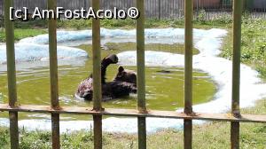 [P15] <strong>Grădina Zoologică</strong> » foto by ⭐ValentinB_88⭐
 - 
<span class="allrVoted glyphicon glyphicon-heart hidden" id="av1250381"></span>
<a class="m-l-10 hidden" id="sv1250381" onclick="voting_Foto_DelVot(,1250381,14430)" role="button">șterge vot <span class="glyphicon glyphicon-remove"></span></a>
<a id="v91250381" class=" c-red"  onclick="voting_Foto_SetVot(1250381)" role="button"><span class="glyphicon glyphicon-heart-empty"></span> <b>LIKE</b> = Votează poza</a> <img class="hidden"  id="f1250381W9" src="/imagini/loader.gif" border="0" /><span class="AjErrMes hidden" id="e1250381ErM"></span>
