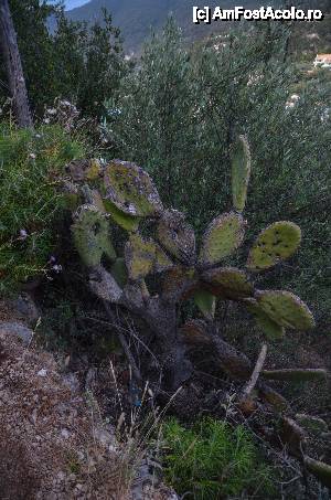 [P72] Cactusi imensi pe marginea drumului » foto by Muffin2009*
 - 
<span class="allrVoted glyphicon glyphicon-heart hidden" id="av439889"></span>
<a class="m-l-10 hidden" id="sv439889" onclick="voting_Foto_DelVot(,439889,14442)" role="button">șterge vot <span class="glyphicon glyphicon-remove"></span></a>
<a id="v9439889" class=" c-red"  onclick="voting_Foto_SetVot(439889)" role="button"><span class="glyphicon glyphicon-heart-empty"></span> <b>LIKE</b> = Votează poza</a> <img class="hidden"  id="f439889W9" src="/imagini/loader.gif" border="0" /><span class="AjErrMes hidden" id="e439889ErM"></span>