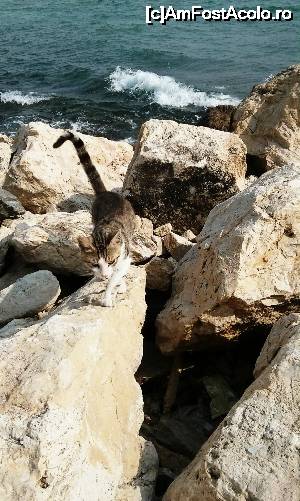 [P59] Stand pe pietre si admirand marea de la capatul lui Eforie Sud catre nord, hop si o pisica! :)  » foto by alle4295
 - 
<span class="allrVoted glyphicon glyphicon-heart hidden" id="av648475"></span>
<a class="m-l-10 hidden" id="sv648475" onclick="voting_Foto_DelVot(,648475,14458)" role="button">șterge vot <span class="glyphicon glyphicon-remove"></span></a>
<a id="v9648475" class=" c-red"  onclick="voting_Foto_SetVot(648475)" role="button"><span class="glyphicon glyphicon-heart-empty"></span> <b>LIKE</b> = Votează poza</a> <img class="hidden"  id="f648475W9" src="/imagini/loader.gif" border="0" /><span class="AjErrMes hidden" id="e648475ErM"></span>