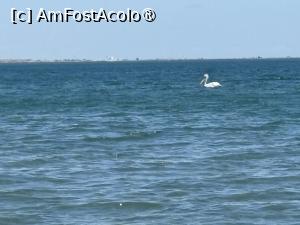 [P03] Un pelican de Eforie » foto by Mihai*
 - 
<span class="allrVoted glyphicon glyphicon-heart hidden" id="av1491754"></span>
<a class="m-l-10 hidden" id="sv1491754" onclick="voting_Foto_DelVot(,1491754,14501)" role="button">șterge vot <span class="glyphicon glyphicon-remove"></span></a>
<a id="v91491754" class=" c-red"  onclick="voting_Foto_SetVot(1491754)" role="button"><span class="glyphicon glyphicon-heart-empty"></span> <b>LIKE</b> = Votează poza</a> <img class="hidden"  id="f1491754W9" src="/imagini/loader.gif" border="0" /><span class="AjErrMes hidden" id="e1491754ErM"></span>