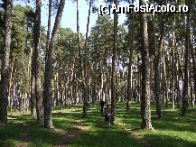 [P16] Padureaa de pini, asa cred, de vizavi » foto by ancamariagadea*
 - 
<span class="allrVoted glyphicon glyphicon-heart hidden" id="av69916"></span>
<a class="m-l-10 hidden" id="sv69916" onclick="voting_Foto_DelVot(,69916,14513)" role="button">șterge vot <span class="glyphicon glyphicon-remove"></span></a>
<a id="v969916" class=" c-red"  onclick="voting_Foto_SetVot(69916)" role="button"><span class="glyphicon glyphicon-heart-empty"></span> <b>LIKE</b> = Votează poza</a> <img class="hidden"  id="f69916W9" src="/imagini/loader.gif" border="0" /><span class="AjErrMes hidden" id="e69916ErM"></span>