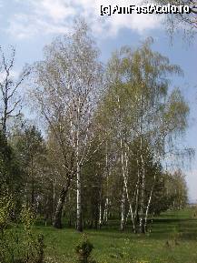 [P08] Mesteceni si pin bacsian » foto by ancamariagadea*
 - 
<span class="allrVoted glyphicon glyphicon-heart hidden" id="av69908"></span>
<a class="m-l-10 hidden" id="sv69908" onclick="voting_Foto_DelVot(,69908,14513)" role="button">șterge vot <span class="glyphicon glyphicon-remove"></span></a>
<a id="v969908" class=" c-red"  onclick="voting_Foto_SetVot(69908)" role="button"><span class="glyphicon glyphicon-heart-empty"></span> <b>LIKE</b> = Votează poza</a> <img class="hidden"  id="f69908W9" src="/imagini/loader.gif" border="0" /><span class="AjErrMes hidden" id="e69908ErM"></span>