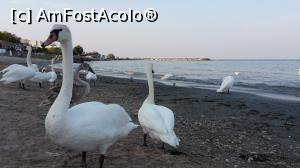 [P04] Mangalia linga hotel Paradiso » foto by Nicu
 - 
<span class="allrVoted glyphicon glyphicon-heart hidden" id="av798721"></span>
<a class="m-l-10 hidden" id="sv798721" onclick="voting_Foto_DelVot(,798721,14525)" role="button">șterge vot <span class="glyphicon glyphicon-remove"></span></a>
<a id="v9798721" class=" c-red"  onclick="voting_Foto_SetVot(798721)" role="button"><span class="glyphicon glyphicon-heart-empty"></span> <b>LIKE</b> = Votează poza</a> <img class="hidden"  id="f798721W9" src="/imagini/loader.gif" border="0" /><span class="AjErrMes hidden" id="e798721ErM"></span>