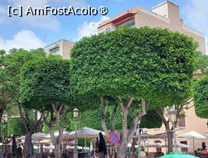 [P30] Elche - copaci aranjați frumos » foto by BOGDAN DSN
 - 
<span class="allrVoted glyphicon glyphicon-heart hidden" id="av1417789"></span>
<a class="m-l-10 hidden" id="sv1417789" onclick="voting_Foto_DelVot(,1417789,14534)" role="button">șterge vot <span class="glyphicon glyphicon-remove"></span></a>
<a id="v91417789" class=" c-red"  onclick="voting_Foto_SetVot(1417789)" role="button"><span class="glyphicon glyphicon-heart-empty"></span> <b>LIKE</b> = Votează poza</a> <img class="hidden"  id="f1417789W9" src="/imagini/loader.gif" border="0" /><span class="AjErrMes hidden" id="e1417789ErM"></span>