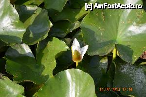 [P17] Nufar alb.  » foto by fregata
 - 
<span class="allrVoted glyphicon glyphicon-heart hidden" id="av438169"></span>
<a class="m-l-10 hidden" id="sv438169" onclick="voting_Foto_DelVot(,438169,14561)" role="button">șterge vot <span class="glyphicon glyphicon-remove"></span></a>
<a id="v9438169" class=" c-red"  onclick="voting_Foto_SetVot(438169)" role="button"><span class="glyphicon glyphicon-heart-empty"></span> <b>LIKE</b> = Votează poza</a> <img class="hidden"  id="f438169W9" src="/imagini/loader.gif" border="0" /><span class="AjErrMes hidden" id="e438169ErM"></span>