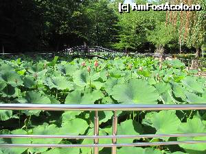 [P23] Unul din lacurile cu nuferi » foto by fra
 - 
<span class="allrVoted glyphicon glyphicon-heart hidden" id="av348491"></span>
<a class="m-l-10 hidden" id="sv348491" onclick="voting_Foto_DelVot(,348491,14626)" role="button">șterge vot <span class="glyphicon glyphicon-remove"></span></a>
<a id="v9348491" class=" c-red"  onclick="voting_Foto_SetVot(348491)" role="button"><span class="glyphicon glyphicon-heart-empty"></span> <b>LIKE</b> = Votează poza</a> <img class="hidden"  id="f348491W9" src="/imagini/loader.gif" border="0" /><span class="AjErrMes hidden" id="e348491ErM"></span>