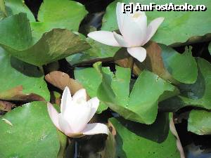 [P25] Nuferi albi infloriti » foto by fra
 - 
<span class="allrVoted glyphicon glyphicon-heart hidden" id="av348494"></span>
<a class="m-l-10 hidden" id="sv348494" onclick="voting_Foto_DelVot(,348494,14626)" role="button">șterge vot <span class="glyphicon glyphicon-remove"></span></a>
<a id="v9348494" class=" c-red"  onclick="voting_Foto_SetVot(348494)" role="button"><span class="glyphicon glyphicon-heart-empty"></span> <b>LIKE</b> = Votează poza</a> <img class="hidden"  id="f348494W9" src="/imagini/loader.gif" border="0" /><span class="AjErrMes hidden" id="e348494ErM"></span>