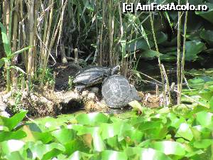 [P26] Alte broscute in lacul cu nuferi mici, albi » foto by fra
 - 
<span class="allrVoted glyphicon glyphicon-heart hidden" id="av348495"></span>
<a class="m-l-10 hidden" id="sv348495" onclick="voting_Foto_DelVot(,348495,14626)" role="button">șterge vot <span class="glyphicon glyphicon-remove"></span></a>
<a id="v9348495" class=" c-red"  onclick="voting_Foto_SetVot(348495)" role="button"><span class="glyphicon glyphicon-heart-empty"></span> <b>LIKE</b> = Votează poza</a> <img class="hidden"  id="f348495W9" src="/imagini/loader.gif" border="0" /><span class="AjErrMes hidden" id="e348495ErM"></span>