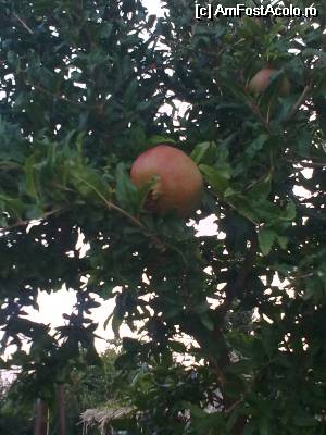 [P11] SI ACUM TRECEM LA FRUCTE--RODII APROAPE COAPTE...  » foto by mihaiela
 - 
<span class="allrVoted glyphicon glyphicon-heart hidden" id="av541249"></span>
<a class="m-l-10 hidden" id="sv541249" onclick="voting_Foto_DelVot(,541249,14635)" role="button">șterge vot <span class="glyphicon glyphicon-remove"></span></a>
<a id="v9541249" class=" c-red"  onclick="voting_Foto_SetVot(541249)" role="button"><span class="glyphicon glyphicon-heart-empty"></span> <b>LIKE</b> = Votează poza</a> <img class="hidden"  id="f541249W9" src="/imagini/loader.gif" border="0" /><span class="AjErrMes hidden" id="e541249ErM"></span>