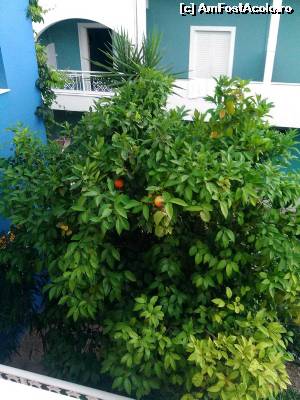 [P16] mandarini cu fructe in gradina aflata in spatele hotelului » foto by Paloma
 - 
<span class="allrVoted glyphicon glyphicon-heart hidden" id="av632368"></span>
<a class="m-l-10 hidden" id="sv632368" onclick="voting_Foto_DelVot(,632368,14658)" role="button">șterge vot <span class="glyphicon glyphicon-remove"></span></a>
<a id="v9632368" class=" c-red"  onclick="voting_Foto_SetVot(632368)" role="button"><span class="glyphicon glyphicon-heart-empty"></span> <b>LIKE</b> = Votează poza</a> <img class="hidden"  id="f632368W9" src="/imagini/loader.gif" border="0" /><span class="AjErrMes hidden" id="e632368ErM"></span>