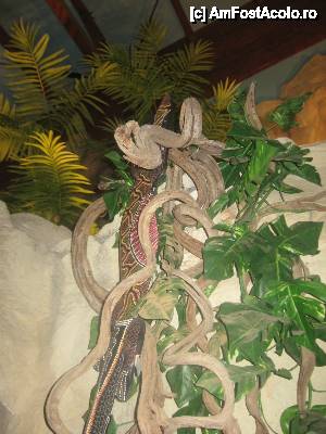 [P09] Un colt din jungla amazoniana » foto by dorgo
 - 
<span class="allrVoted glyphicon glyphicon-heart hidden" id="av443252"></span>
<a class="m-l-10 hidden" id="sv443252" onclick="voting_Foto_DelVot(,443252,14708)" role="button">șterge vot <span class="glyphicon glyphicon-remove"></span></a>
<a id="v9443252" class=" c-red"  onclick="voting_Foto_SetVot(443252)" role="button"><span class="glyphicon glyphicon-heart-empty"></span> <b>LIKE</b> = Votează poza</a> <img class="hidden"  id="f443252W9" src="/imagini/loader.gif" border="0" /><span class="AjErrMes hidden" id="e443252ErM"></span>