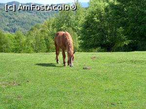 [P57] Locuitorii necuvantatori ai Fundăturii Ponorului » foto by Mika
 - 
<span class="allrVoted glyphicon glyphicon-heart hidden" id="av1299283"></span>
<a class="m-l-10 hidden" id="sv1299283" onclick="voting_Foto_DelVot(,1299283,14749)" role="button">șterge vot <span class="glyphicon glyphicon-remove"></span></a>
<a id="v91299283" class=" c-red"  onclick="voting_Foto_SetVot(1299283)" role="button"><span class="glyphicon glyphicon-heart-empty"></span> <b>LIKE</b> = Votează poza</a> <img class="hidden"  id="f1299283W9" src="/imagini/loader.gif" border="0" /><span class="AjErrMes hidden" id="e1299283ErM"></span>