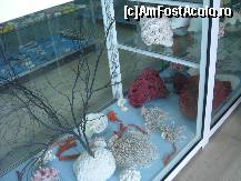 [P10] Corali , cel negru e ca un copacel infipt in ceva alb » foto by ionescunic
 - 
<span class="allrVoted glyphicon glyphicon-heart hidden" id="av43880"></span>
<a class="m-l-10 hidden" id="sv43880" onclick="voting_Foto_DelVot(,43880,14751)" role="button">șterge vot <span class="glyphicon glyphicon-remove"></span></a>
<a id="v943880" class=" c-red"  onclick="voting_Foto_SetVot(43880)" role="button"><span class="glyphicon glyphicon-heart-empty"></span> <b>LIKE</b> = Votează poza</a> <img class="hidden"  id="f43880W9" src="/imagini/loader.gif" border="0" /><span class="AjErrMes hidden" id="e43880ErM"></span>