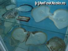 [P18] Scoicile care produc perlele » foto by ionescunic
 - 
<span class="allrVoted glyphicon glyphicon-heart hidden" id="av43888"></span>
<a class="m-l-10 hidden" id="sv43888" onclick="voting_Foto_DelVot(,43888,14751)" role="button">șterge vot <span class="glyphicon glyphicon-remove"></span></a>
<a id="v943888" class=" c-red"  onclick="voting_Foto_SetVot(43888)" role="button"><span class="glyphicon glyphicon-heart-empty"></span> <b>LIKE</b> = Votează poza</a> <img class="hidden"  id="f43888W9" src="/imagini/loader.gif" border="0" /><span class="AjErrMes hidden" id="e43888ErM"></span>