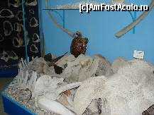 [P02] Diverse oase de tot felul de pesti sau animale marine » foto by ionescunic
 - 
<span class="allrVoted glyphicon glyphicon-heart hidden" id="av43872"></span>
<a class="m-l-10 hidden" id="sv43872" onclick="voting_Foto_DelVot(,43872,14751)" role="button">șterge vot <span class="glyphicon glyphicon-remove"></span></a>
<a id="v943872" class=" c-red"  onclick="voting_Foto_SetVot(43872)" role="button"><span class="glyphicon glyphicon-heart-empty"></span> <b>LIKE</b> = Votează poza</a> <img class="hidden"  id="f43872W9" src="/imagini/loader.gif" border="0" /><span class="AjErrMes hidden" id="e43872ErM"></span>