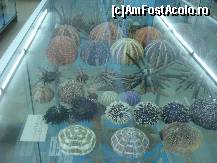 [P22] Arici feluriti » foto by ionescunic
 - 
<span class="allrVoted glyphicon glyphicon-heart hidden" id="av43892"></span>
<a class="m-l-10 hidden" id="sv43892" onclick="voting_Foto_DelVot(,43892,14751)" role="button">șterge vot <span class="glyphicon glyphicon-remove"></span></a>
<a id="v943892" class=" c-red"  onclick="voting_Foto_SetVot(43892)" role="button"><span class="glyphicon glyphicon-heart-empty"></span> <b>LIKE</b> = Votează poza</a> <img class="hidden"  id="f43892W9" src="/imagini/loader.gif" border="0" /><span class="AjErrMes hidden" id="e43892ErM"></span>