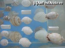 [P27] In drepata melci rari si relativ scumpi » foto by ionescunic
 - 
<span class="allrVoted glyphicon glyphicon-heart hidden" id="av43897"></span>
<a class="m-l-10 hidden" id="sv43897" onclick="voting_Foto_DelVot(,43897,14751)" role="button">șterge vot <span class="glyphicon glyphicon-remove"></span></a>
<a id="v943897" class=" c-red"  onclick="voting_Foto_SetVot(43897)" role="button"><span class="glyphicon glyphicon-heart-empty"></span> <b>LIKE</b> = Votează poza</a> <img class="hidden"  id="f43897W9" src="/imagini/loader.gif" border="0" /><span class="AjErrMes hidden" id="e43897ErM"></span>